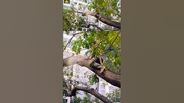 big tree cutting skill techniques #chainsaw #treecutting #shortvideo