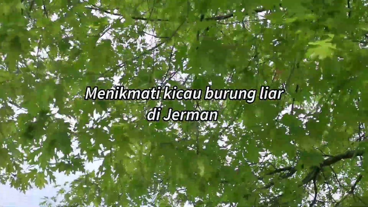 Burung Kicau di Jerman 