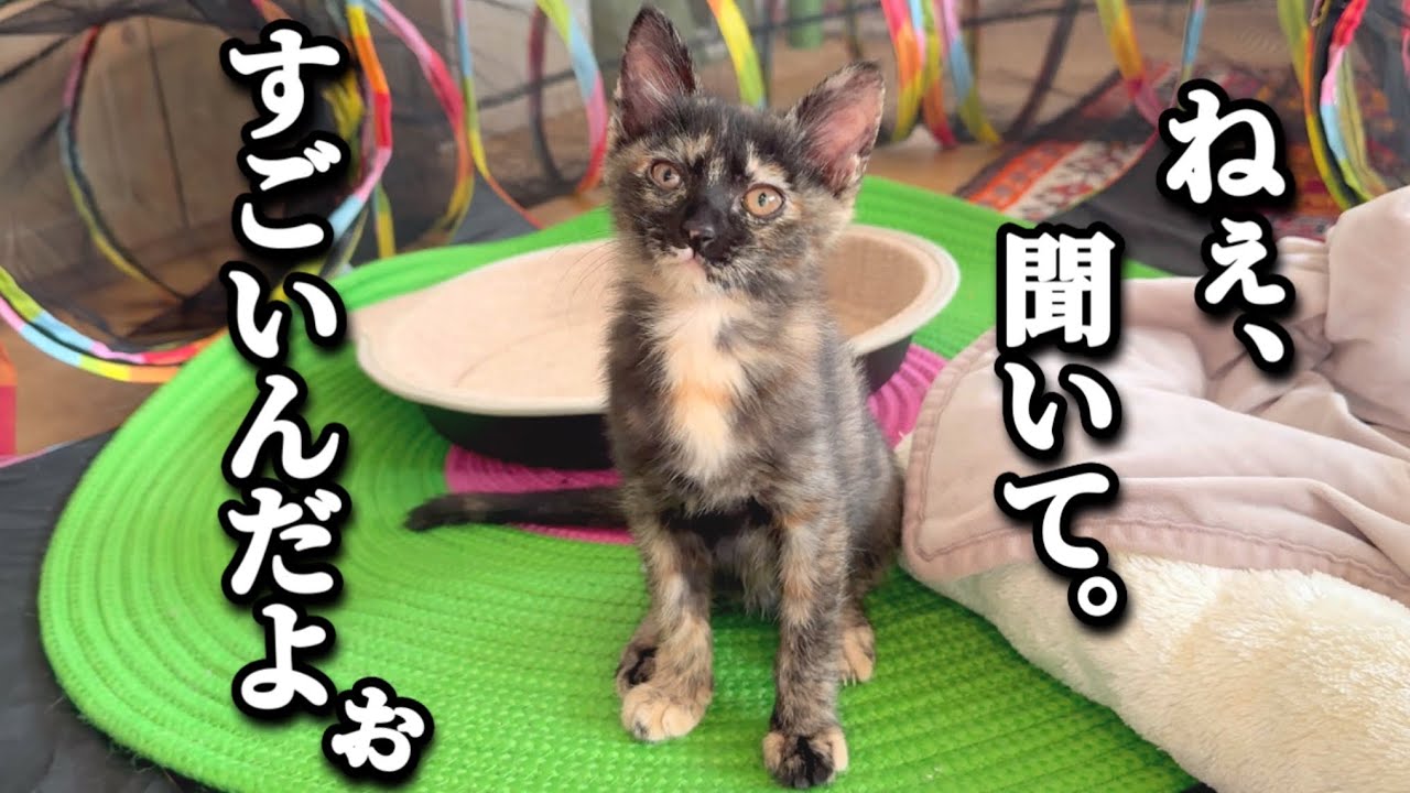 こはく様確認用 本人が何か言いたい事があるそうなので、聞いてください。 - YouTube