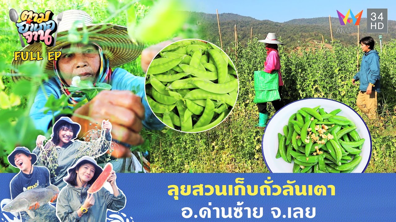 ลุยสวนเก็บถั่วลันเตา อ.ด่านซ้าย จ.เลย | ตามอำเภอจาน | 25 ก.พ. 68 Full EP