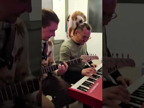#kitty #musician #rehearsal #shorts
