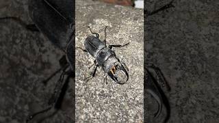 Japanese Stag Beetle on the wall #insects #japanesebugs