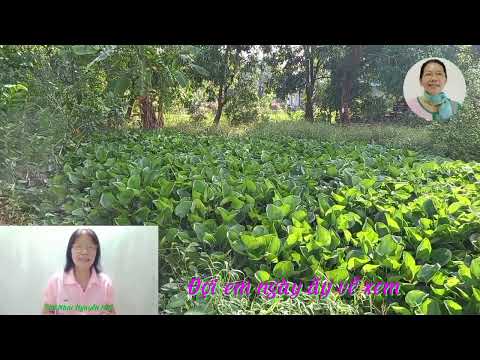 Video Bài thơ lục bát - Tình Tôi Tặng Nàng dành cho những ai... - youtube
