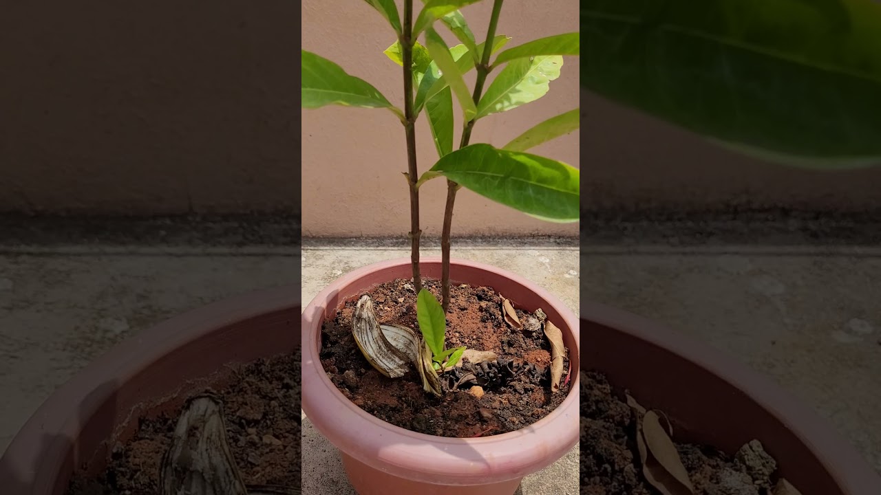 Nooru Varahalu flowers plant in small container Garden Ideas for Home