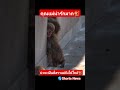 คุณแม่อบอุ่นมาก🥰🐒 #monkey #พันซ์คุง #punchkun #babymonkey #ลิงญี่ปุ่น