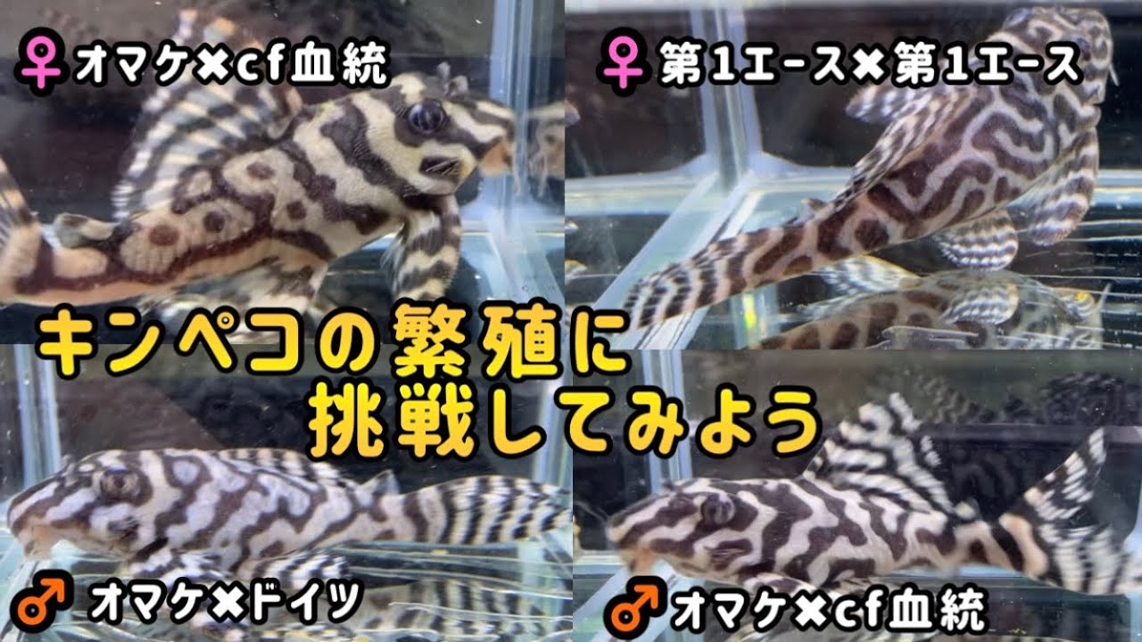 キンペコを繁殖させてみよう - YouTube