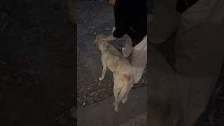 Feeding Street Dogs &amp; Gau Seva | Spreading Love, Kindness &amp; Divine Blessings #seva #gauseva #dog