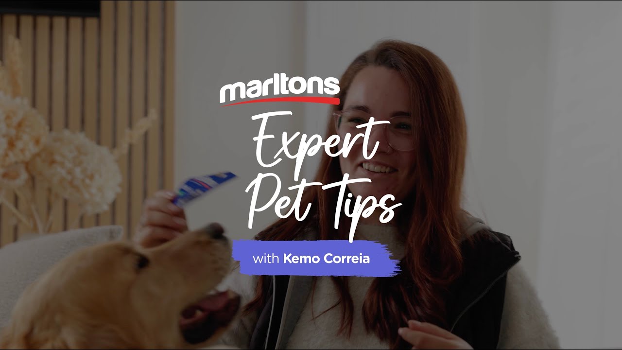 Marltons Expert Pet Tips: Grooming Tips with Kemo