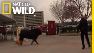 Bull Rampage | Most Wanted screenshot 2