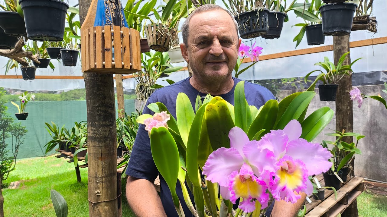 Floração da Pastoral Rosa e lindas touceiras a venda . 