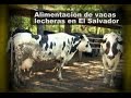 Alimentación de vacas lecheras en El Salvador