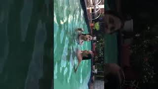 Tipos De Meninas Na Piscina