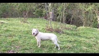 Pablo Nun Eşi̇ Deyzi̇yi̇ Merak Eden Arkadaşlar Fati̇h Kardeşi̇m Vi̇deo Gönderdi̇ Pablo Boş Geçmemi̇ş