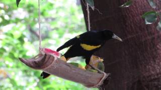 Birdwatching Colima Yellow-Winged Cacique