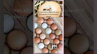 Celebrity Do you know,eggshells have thousands of microscopic pores!#biologyshorts #biology #ytshorts #youtube Net Worth