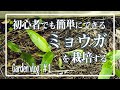 【家庭菜園】初心者でも簡単にできるミョウガを栽培する。【初心者】【GardenVlog#1】