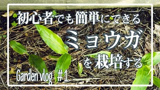 【家庭菜園】初心者でも簡単にできるミョウガを栽培する。【初心者】【GardenVlog#1】