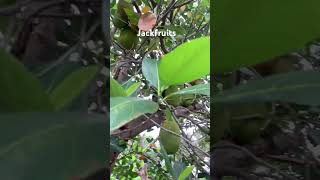 Hitik sa bunga! #jackfruit #foodvideos #fruit #backyardgarden