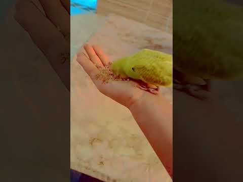 انا جامي جامي تحكم فيا وليا اكسبلور 