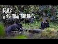 How bears catch salmon: friendships and rivalrys