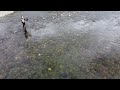 【鮎】川一面アユだらけ 三重県大内山川 背掛かりDNA鮎