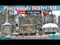 LIVE Bird Feeder Cam | Watch Wild Birds in Real Time! | March 6th, 2026