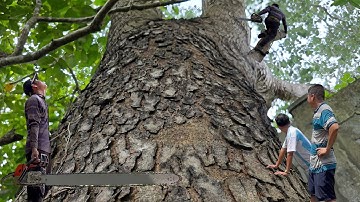 Cưa cây xà cừ siêu khủng , Siêu to . Ở gạch giá kiêng giang . Cưa cây kỷ thuật cao