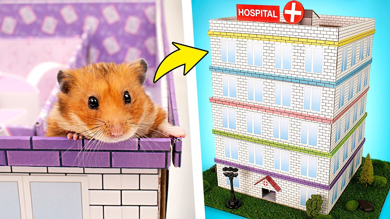 5階建ての病院のハムスターの迷路にチャレンジ🐹🏥❤️