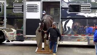 Zenyatta arrives at Oaklawn Park