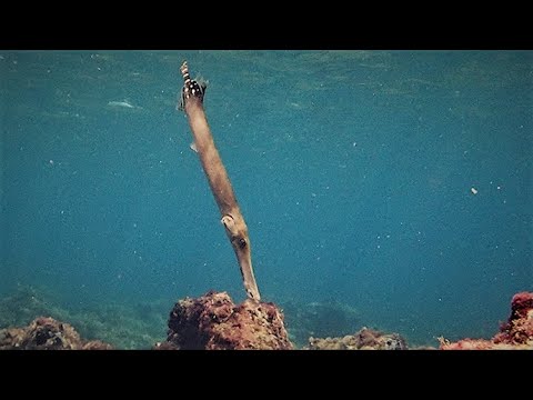 El pez Trompeta Atlántico  (Aulostomus strigosus) en el mar de Canarias