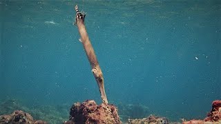 El pez Trompeta Atlántico  (Aulostomus strigosus) en el mar de Canarias