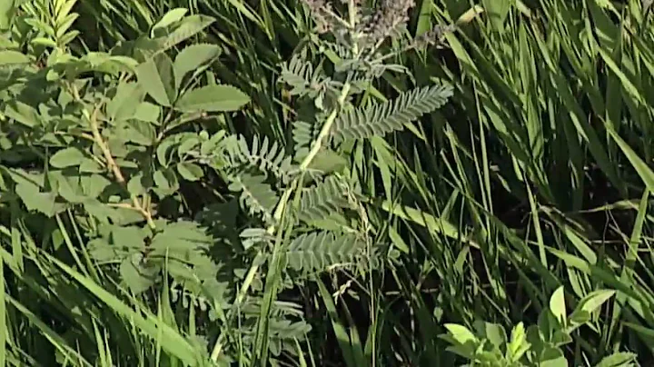 Weed of the Week #565 (From Ag PhD #565 2/1/09)