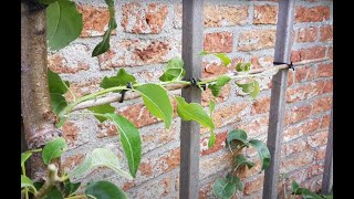 Supertip Voor Leifruit Kerven, Zo Krijg Je Op Elke Plek Een Nieuwe Tak In Je Fruitboom