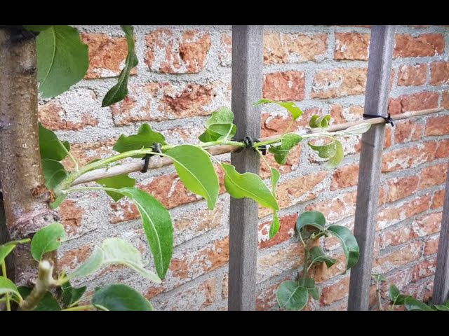 Supertip voor leifruit: Kerven, zo krijg je op elke plek een nieuwe tak in je fruitboom!