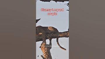 Cặp Báo vụng về- Clumsy Leopard couple #clumsy #leopard