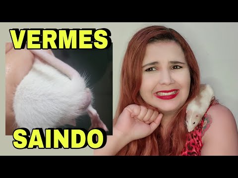 Vídeo: Parasitas Intestinais Em Ratos