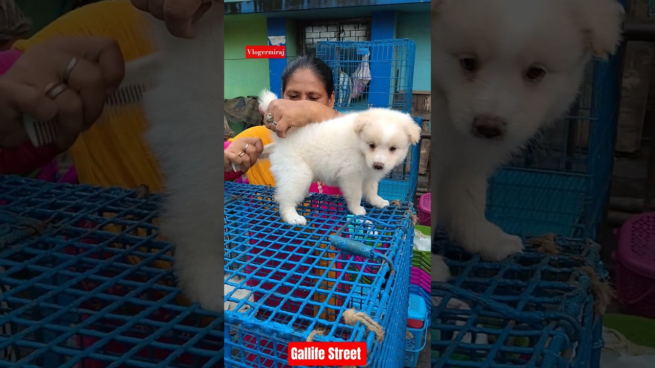 Pet Market Kolkata 😍/lowest price puppy dog/Gallif Street dogs 