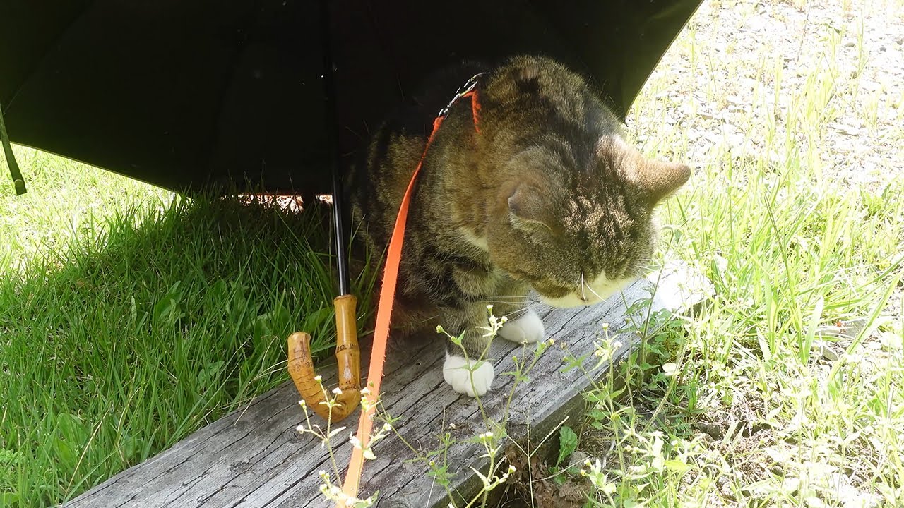 今年も”不屈の精神”を愛でていたまるさん。-Maru loved “Indomitable