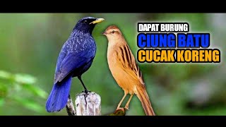 Download Lagu Update Anakan Burung Ciung Batu || Indonesian Birds. MP3