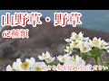 【山野草】この花なぁに　全62種類　山歩きや散策が楽しくなります