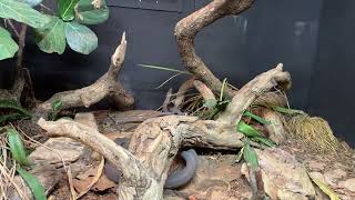 Texas - The Houston Zoo Two Snakes Mating