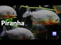 3D 180VR 4K Piranha Amazon River Monster Red Bellied Piranha and Giant Fishes