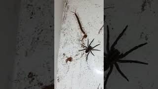 Black spider vs centipede