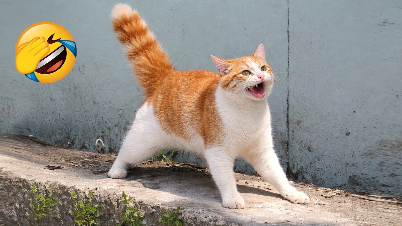 Try Not To Laugh 😂 Funniest Pets of 2026 😹🐶 Part 27