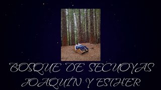 BOSQUE DE SECUOYAS MONTE CABEZON (CANTABRIA)