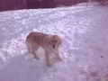 Lily  the golden retriever in snow