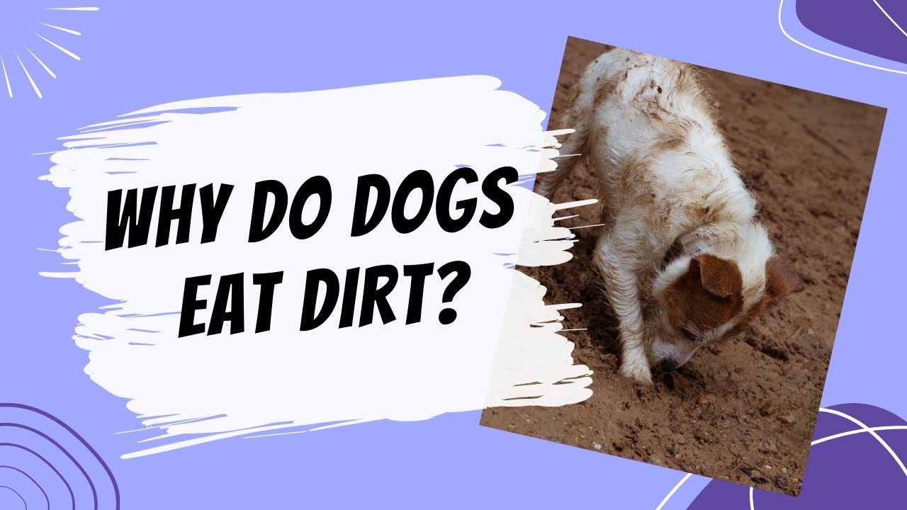 Why do dogs eat dirt? YouTube