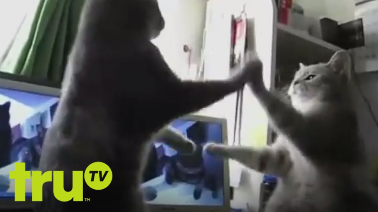 Top 20 Funniest - If Cats Could Talk - In a world where cats can talk, there's plenty of petty arguing, but it's all very cute.