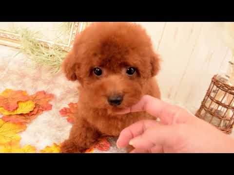 堺市のペットショップのティーカッププードルペットNo.210724の子犬動画サムネイル