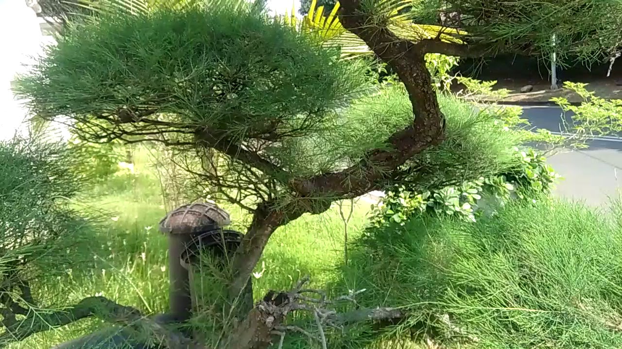 Bonsai pohon  Cemara Udang sebagai tanaman hias  di depan 
